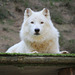 Loup arctique, parc zoologique de Saint-Martin-la-Plaine (Loire, France)