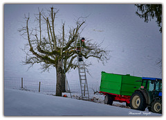 Winter Baumschnitt