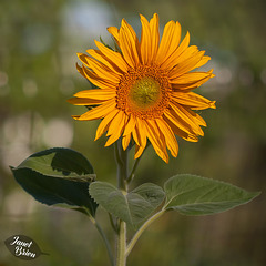 151/366: Striped Seed Sunflower