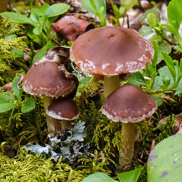 A little fungi family