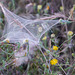 Thirsty Land Poetry, The mysterious web
