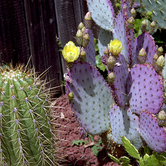Cactus Community