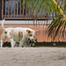 Mauritius Straßenhunde DSC08594