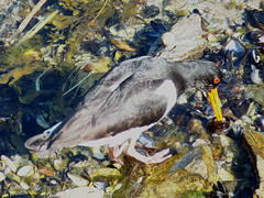 Oystercatcher Finding a Mussel