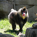 Baboon at Dallas Zoo