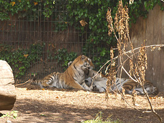 Tigers, 4