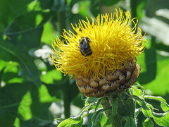 Globe Centurea / Centaurea macrocephala with bee