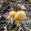 Small yellow fungi in leaf litter.  Bolbitius titubans - Yellow Fieldcap