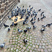 Heidelberg 2021 – Pigeons