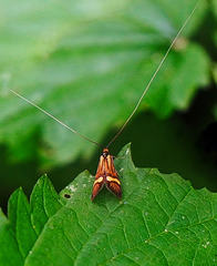 Langhornmotte: Länger geht's nicht - Longhorn Moth: Even longer isn't possible