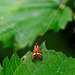 Langhornmotte: Länger geht's nicht - Longhorn Moth: Even longer isn't possible