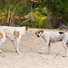 Mauritius Straßenhunde DSC08591