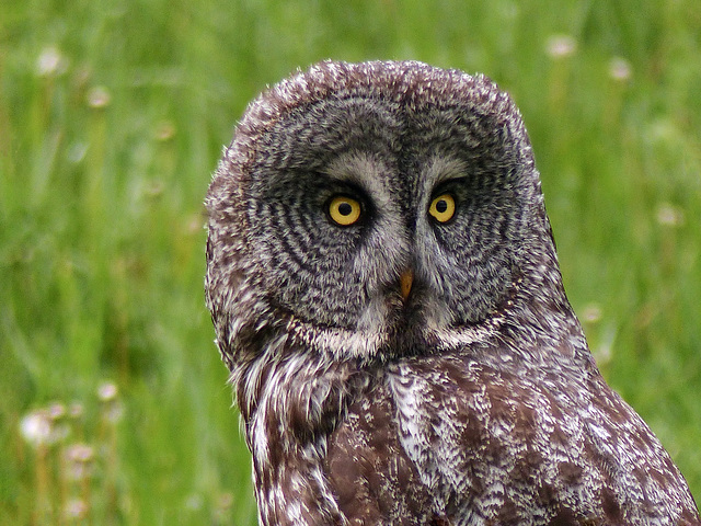 One of yesterday's two Great Gray Owls