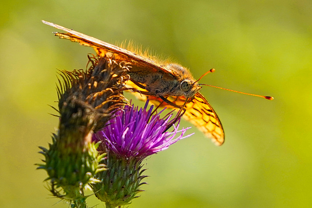 Noch schnell einen Schluck Nektar - One more sip of nectar - Argynnis adippe - PiP