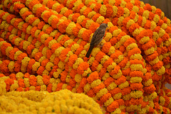 Sparrow at the flower market, Kolkata