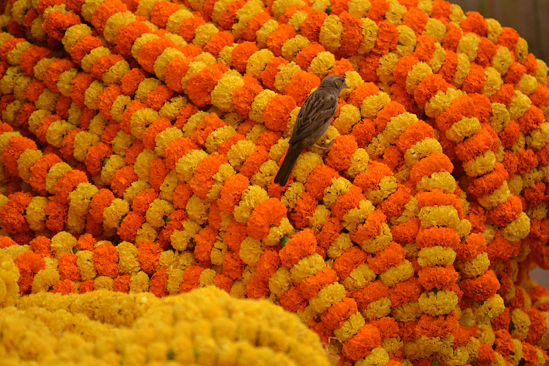 Sparrow at the flower market, Kolkata