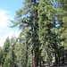 Very large ponderosa (or Jeffrey) pine