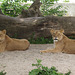 Lions, 1