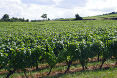 Vignoble Beaujolais