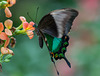 Neon-Schwalbenschwanz, Grüner Schwalbenschwanz (Papilio palinurus)
