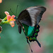 Neon-Schwalbenschwanz, Grüner Schwalbenschwanz (Papilio palinurus)