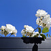 des roses blanches pour tous  les résistants en ce 6 Juin