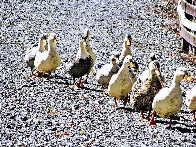Line of Ducks