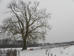 Heerlens ,Biggest Tree  (Hbm)