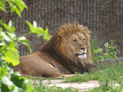 Lions, 2