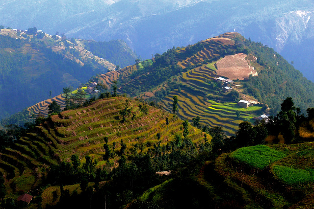 Langtang sud Népal