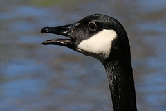 Do geese have teeth?