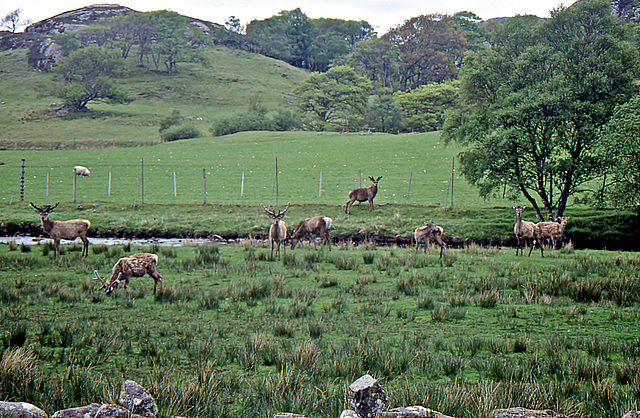 Red Deer at Kernsary with a Deer Fence ,Ross-shire 28th May 1997