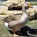 Goose at the Zoo