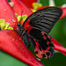 Scarlet Mormon - Papilio rumanzovia