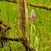Eine einheimishe Orchidee: Orchis militaris - A native orchid: Orchis militaris