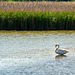 Swan on Radipole Lake ~ Weymouth