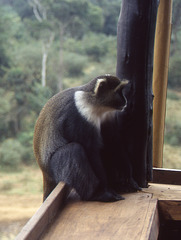 White-throated Guenon monkey