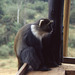 White-throated Guenon monkey