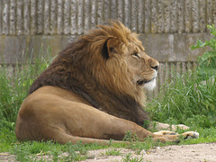 Lions, 4