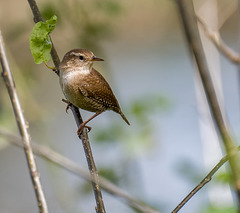 This wren stayed around to pose so I couldn 't resist a few shots)