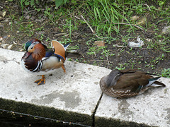 Male and Female Mandarin Ducks