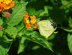 Mexican Yellow (Eurema mexicana) (with a broken wing tip)