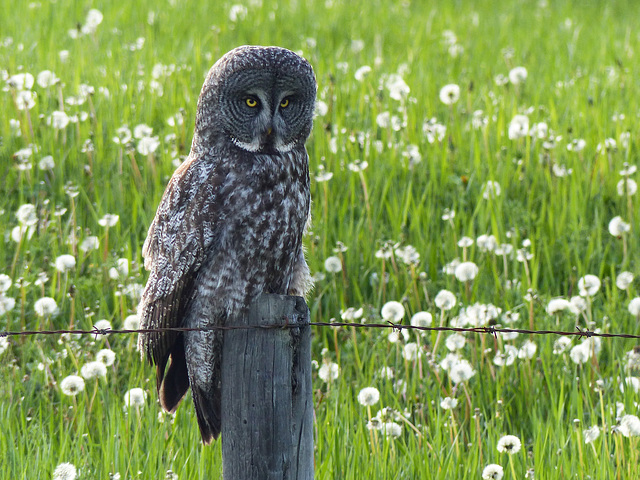 Great Gray Owl in a field of Dandelions