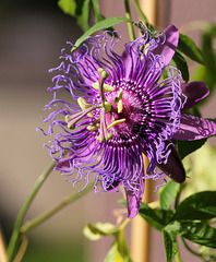 Passiflora Incense  (1)