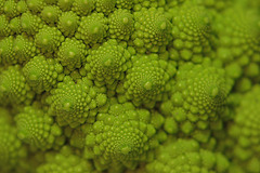 Fractale issue de Broccoli Romanesco (on EXPLORE)