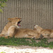 Lions, 3