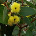 Eucalypt from WA flowering in SA garden