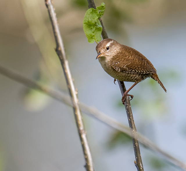 This wren stayed around to pose so I couldn 't resist a few shots)3