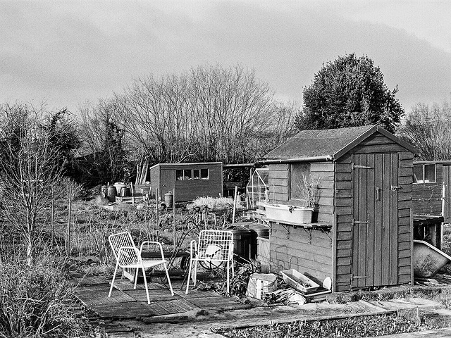 Winter at the allotments
