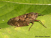 55 Leaf Hopper or Cicada?